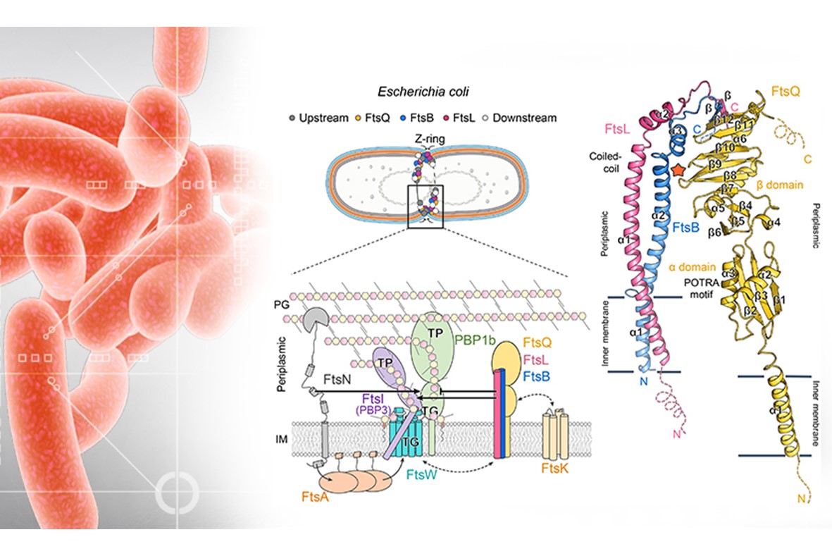新興抗生素標靶 膜蛋白FtsBLQ結構與機轉模型首度曝光